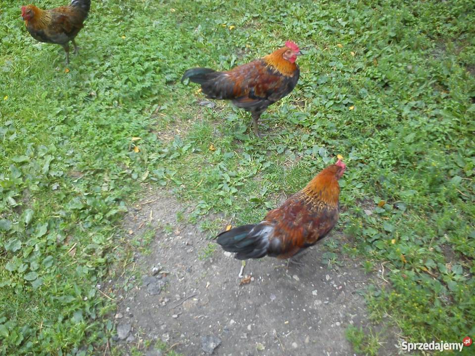 Koguty zielononóżki Zgłobień