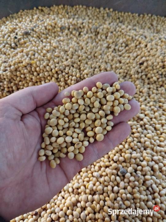 Soja zbiór 2025 idealna kur większą nośność Produkcja roślinna podkarpackie Wrzawy sprzedam