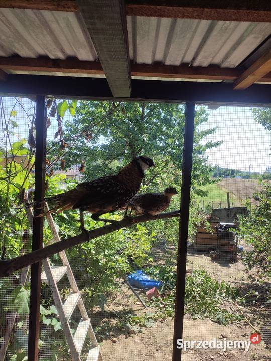 Bażanty królewskie parka Marklowice sprzedam