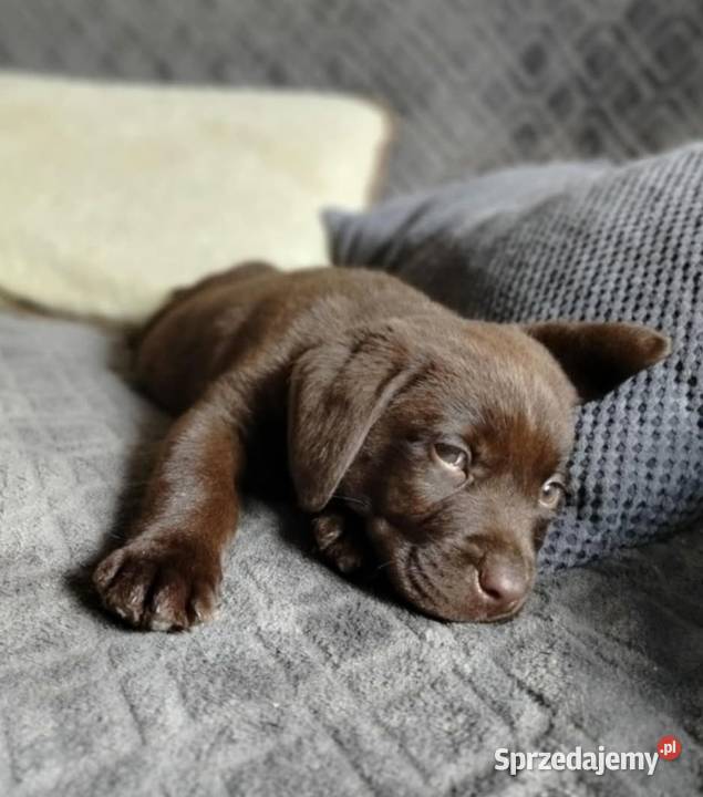 Labrador Retriever Leszno