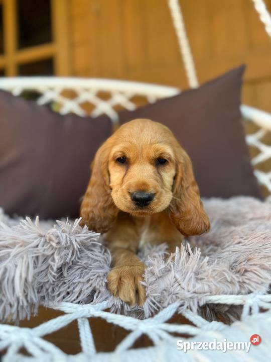 Cudowna mocno złota sunia Cocker Spaniel Warszawa