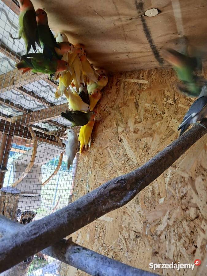 Sprzedam papugi nierozłączki Ptaki Kuczki-Kolonia