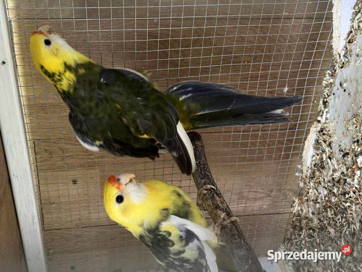Sprzedam różne gatunki papug małopolskie Rączna