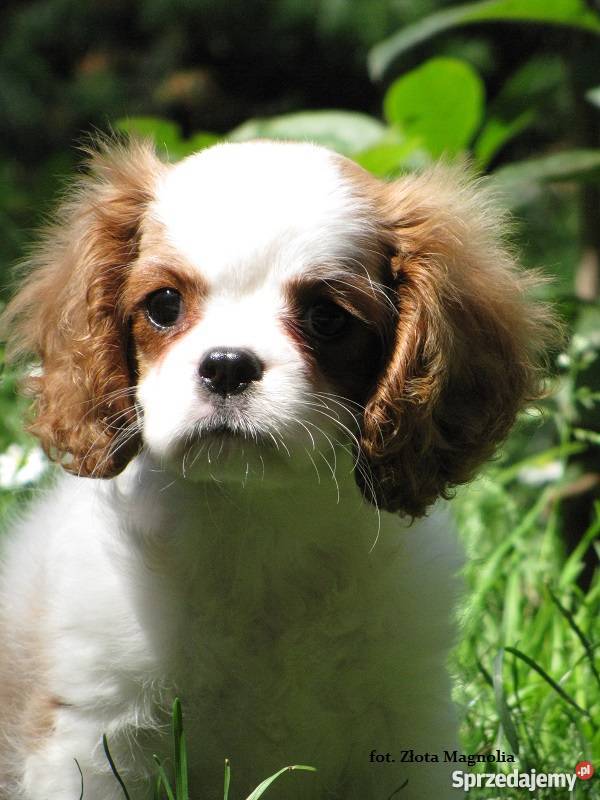 Cavalier King Charles Spaniel z rodowodem Katowice