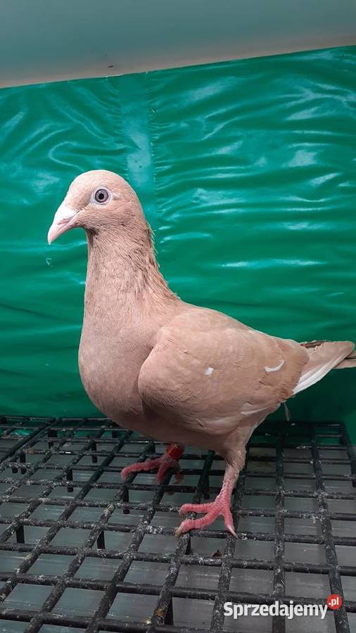 mam do sprzedania samicę Mulemans na glazer oku Chojnik sprzedam