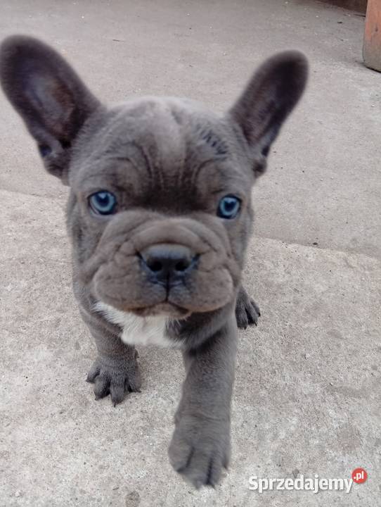 Buldog francuski piesek Sulmów