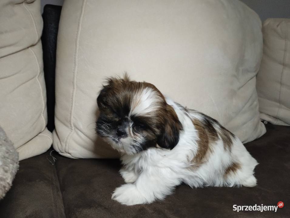 Shih TZU Shitzu Żychlin