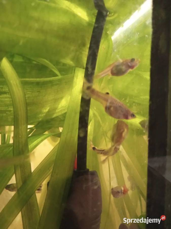 Gupiki Ryby Piotrków Trybunalski sprzedam