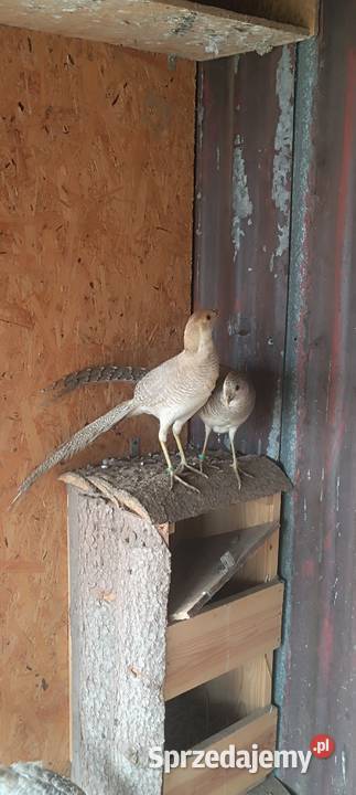 Bażanty bananowe Słopnice