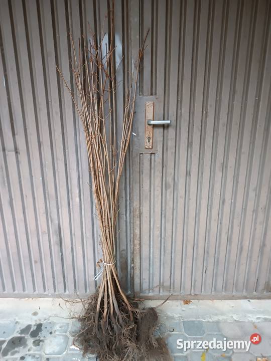 Klon pospolity miododajny do szczepień z gruntu Orońsko