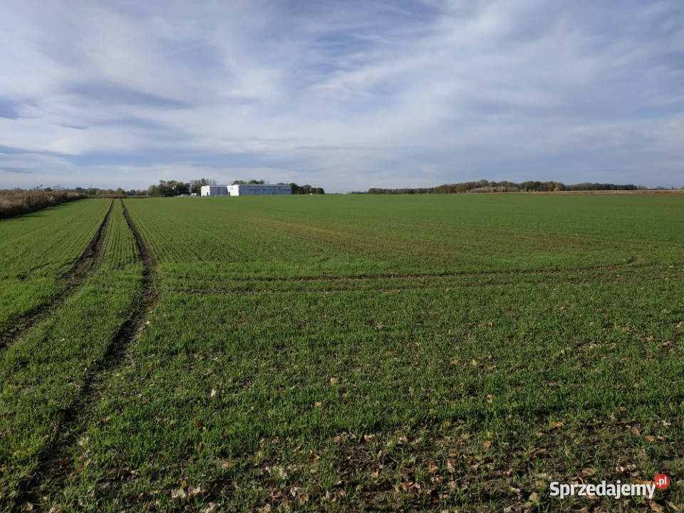 Na sprzedaż sprzedaż nieruchomości gruntowych dolnośląskie Wierzbice