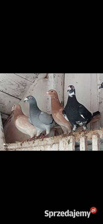 Gołębie Staropolskie mazowieckie Kuczbork-Wieś