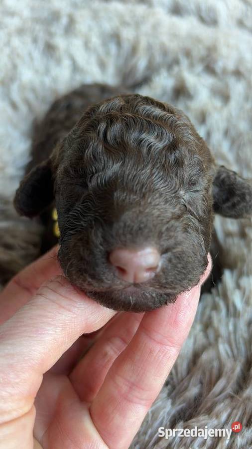 Hiszpański Pies Dowodny Szczenięta Porąbka