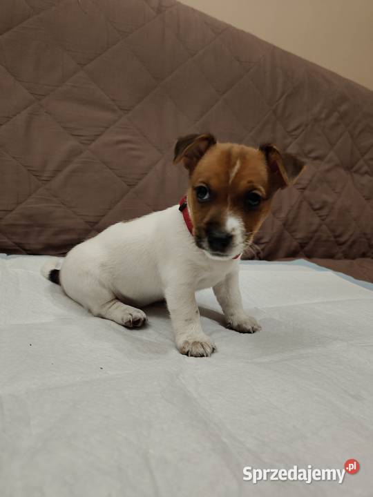 Jack Russell Terrier suczka Pabianice sprzedam