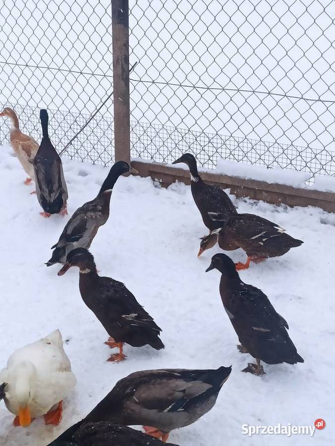 Kaczki biegusy biegusy indyjskie lubelskie