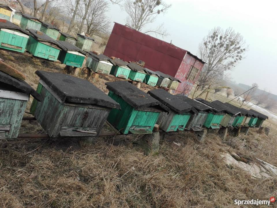 ule wyposażenie pasieki Sokolniki