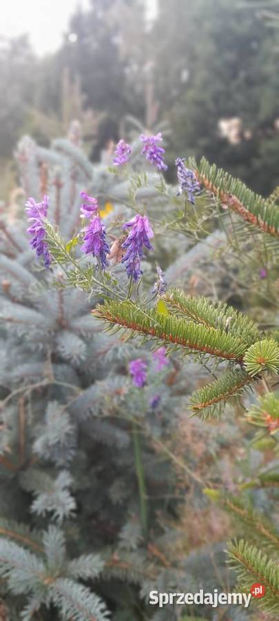 Likwidacja plantacji sprzedaż choinka świerk Tomaszów Mazowiecki
