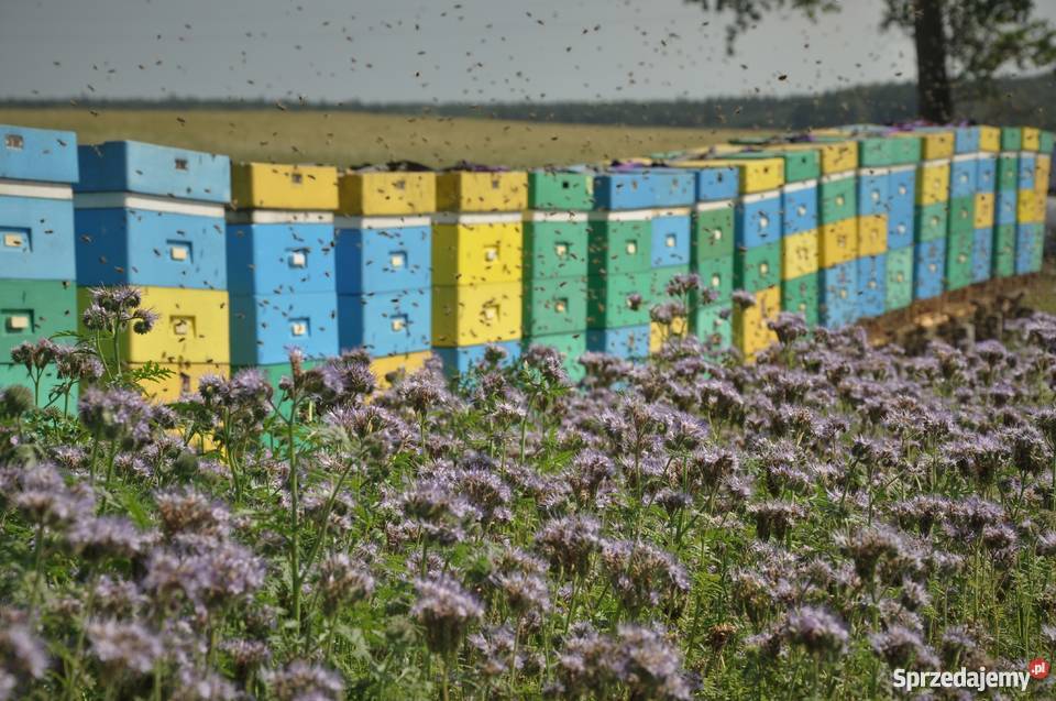 PszczołyOdkłady i Matki PszczelePszczelarstwo Ostrzeszów