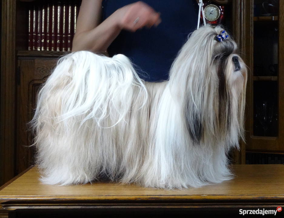 Shih tzu z rodowodem ZHPR UCIunikalne Iława