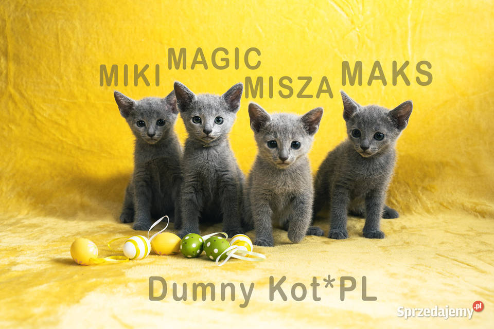 Kocięta Rosyjskie Niebieskie Toruń