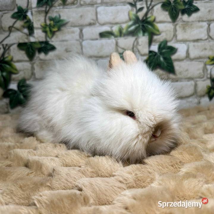 Króliczki miniaturki Karzełki Teddy Wrocław sprzedam