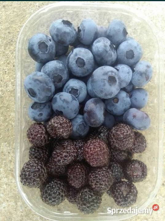 Borówka Amerykańska Owoce 5 250g Telefon Pozostałe Dębica