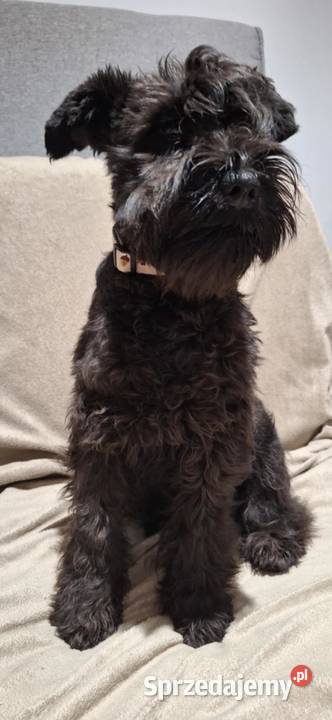 Sznaucer miniaturowy czarne pieski Solec Kujawski sprzedam