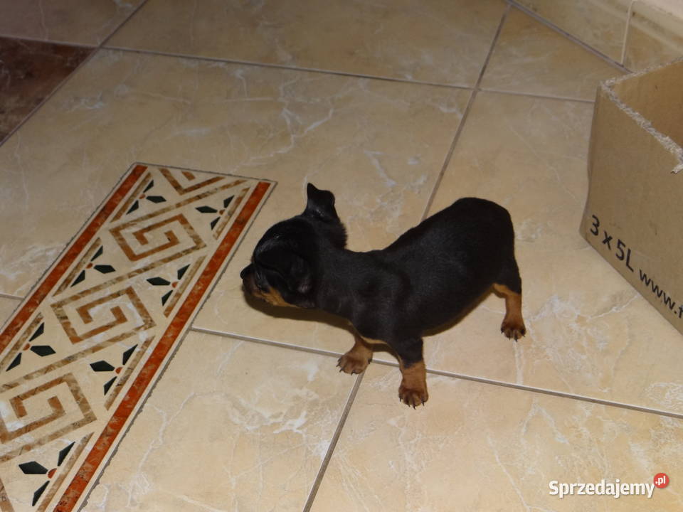 Ratlerek miniaturka piesek 8 tygodni Wierzbica