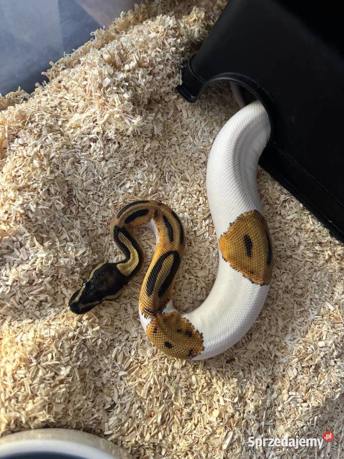 Python królewski Piebald Błonie