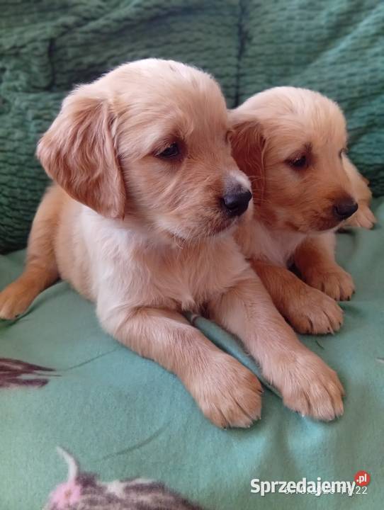 Golden retriever szczeniaki pieski Rusinowo