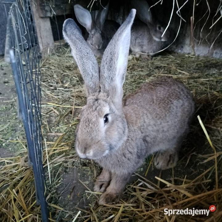 Samice Belg Olbrzym Króliki Pacanów sprzedam