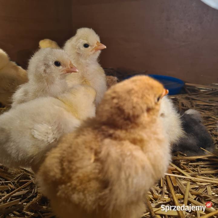 Pisklaki kurczaki Rolnictwo Łaskarzew