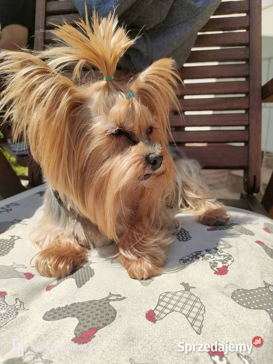 yorkshire terrier chłopiec trikolor York Kraków