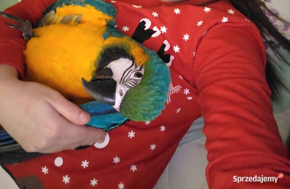 Ara araruna 5 miesięcy oswojona sprzedam