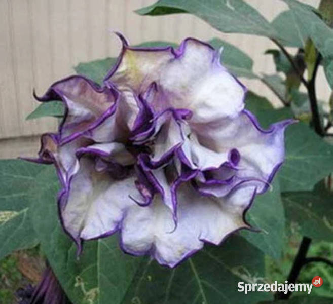 DATURA METEL Flore Pleno Blackcurrant Swirl