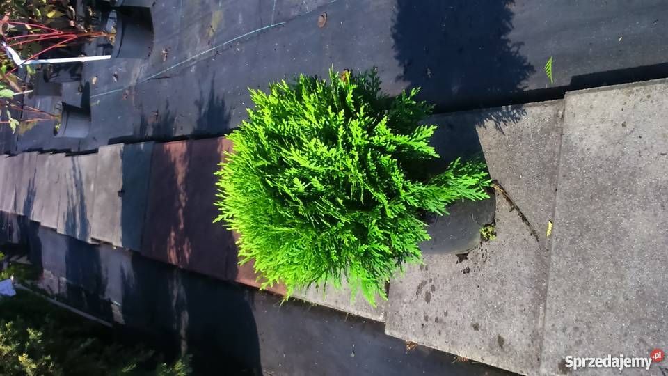 Tuja Danica Thuja occidentalis Danica Dom i Ogród małopolskie Garlica Duchowna sprzedam