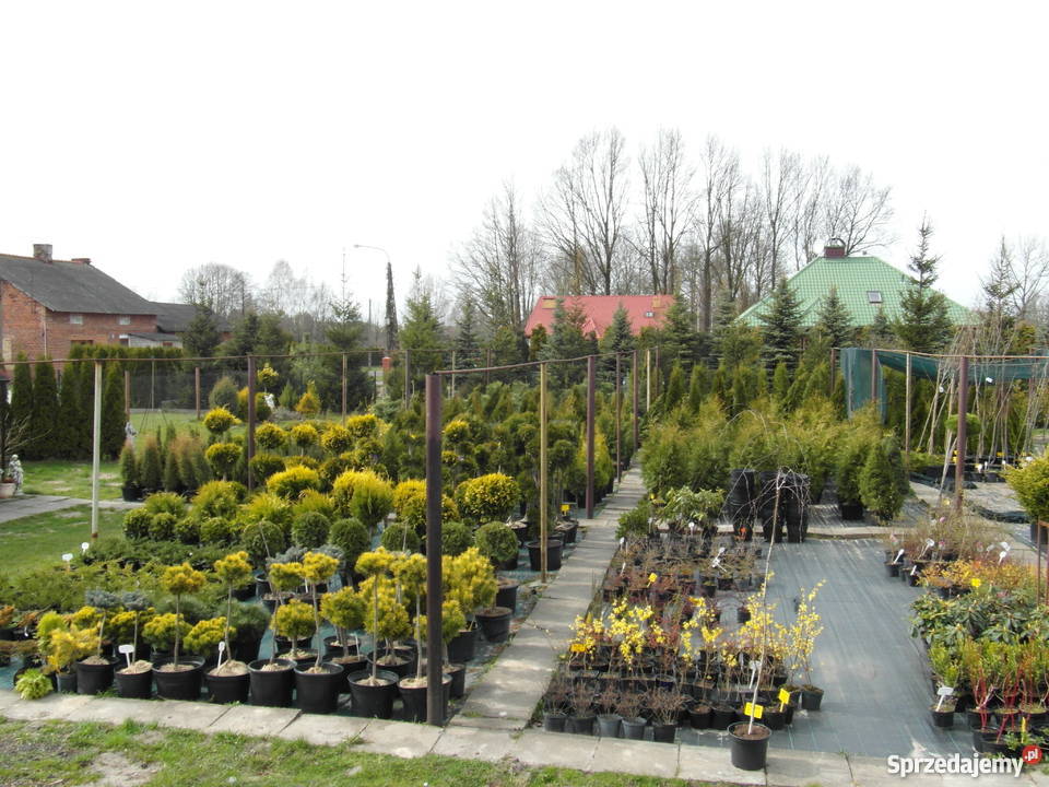 Thuja Brabant 100120 Szkółka Producent Rydzyny