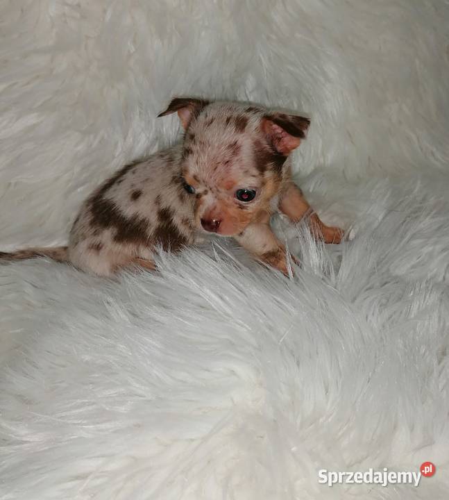 Suczka Chihuahua choco merle tan