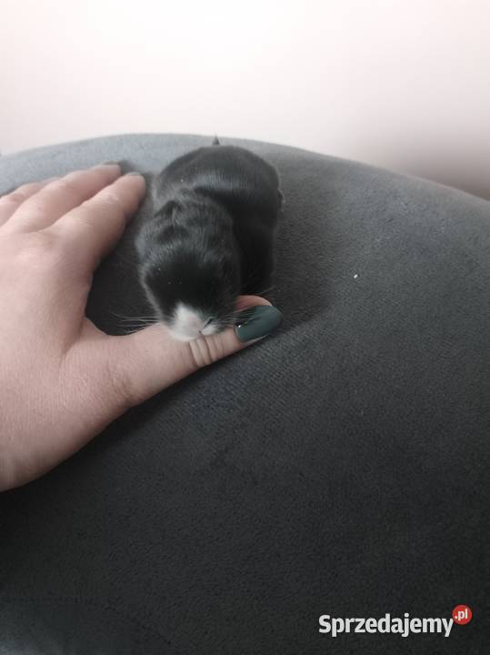 Króliczki miniaturki Rolnictwo Żytniów