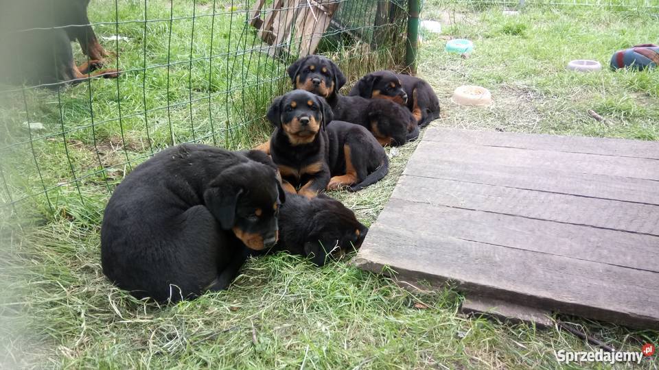 Rottweiler Rottweilery Szczenięta Suczki Pieski łódzkie Łódź sprzedam