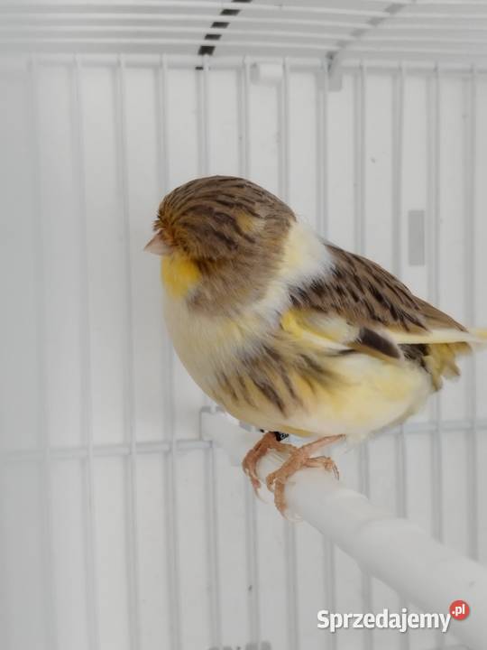 Kanarek Gloster samica