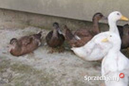 Kaczki staropolskie 10 500 przydomowa hodowla Gorlice