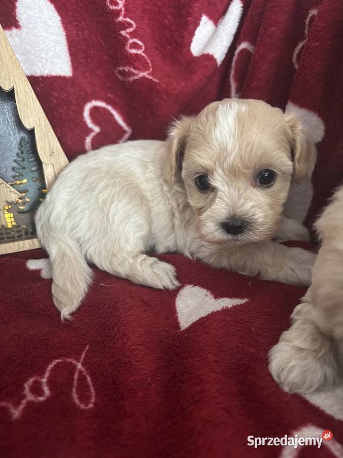 Maltipoo Sunia F1 Zwierzęta