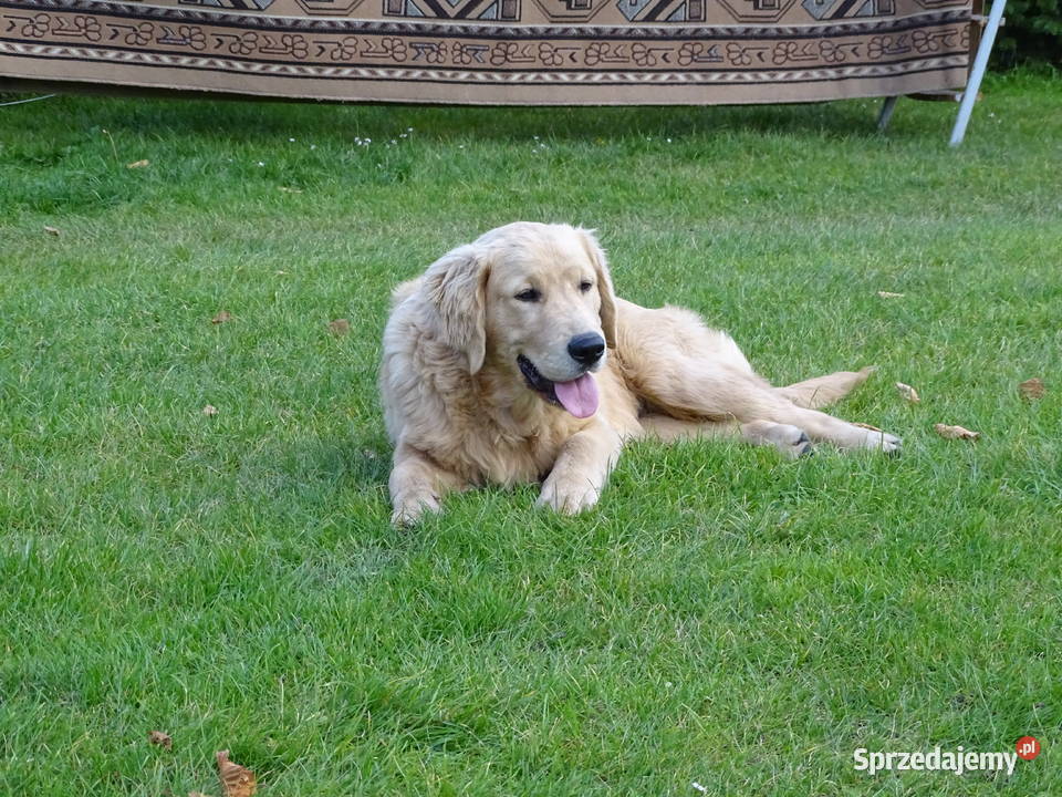 Golden retriever 6 miesięczne Zwierzęta
