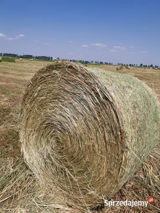 2025 Siano Słoma Bele 120125 Czarnów sprzedam