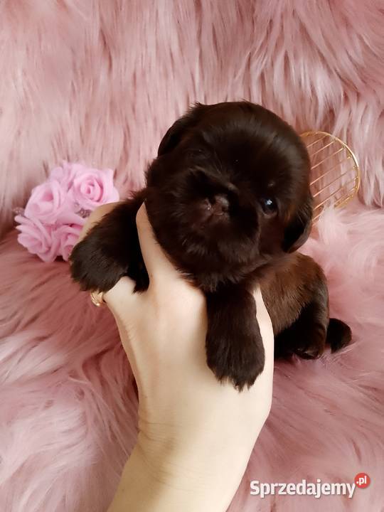 Czekoladowa suczka rasy ShihTzu Namysłów