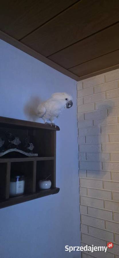 Papuga kakadu Alba Szczecin