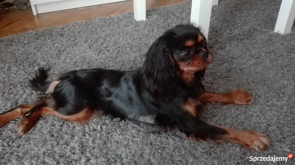 Cavalier King Charles Spaniel Szczenięta Zwierzęta mazowieckie Sulejówek sprzedam