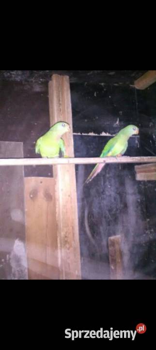 Sprzedam 2 letnie samiczki barabandy