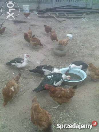 Kaczki Gęsi Kury ozdobne liliputki TANIO Wrocław